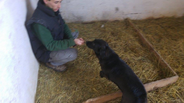 Hunde10 Hunde10