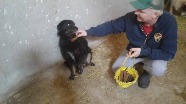 Hunde13 Hunde13