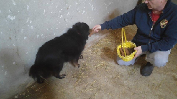Hunde16 Hunde16