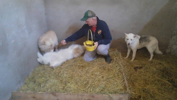 Hunde17 Hunde17