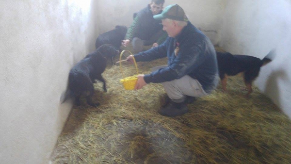 Hunde19 Hunde19