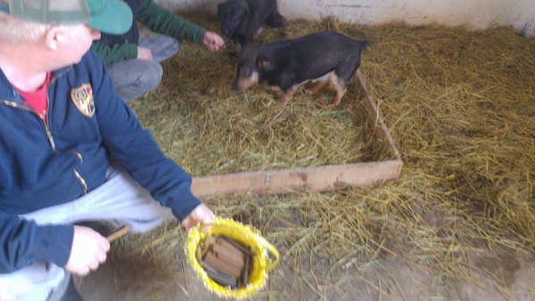 Hunde2 Hunde2