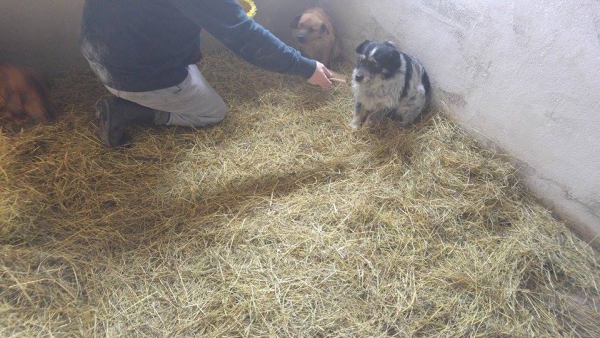 Hunde23 Hunde23
