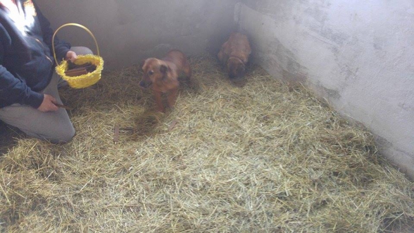 Hunde25 Hunde25