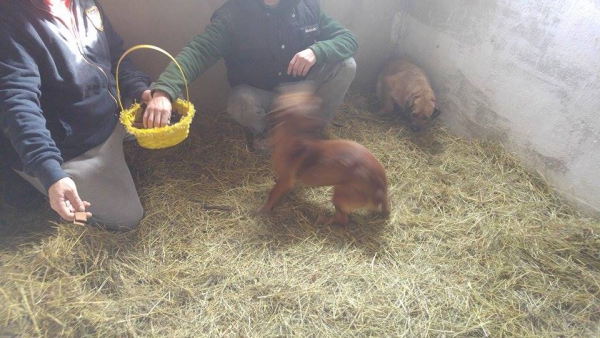 Hunde27 Hunde27