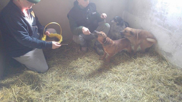 Hunde28 Hunde28