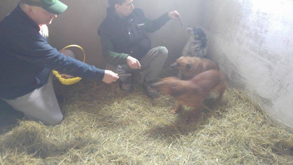 Hunde29 Hunde29
