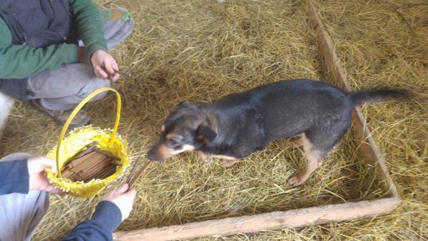 Hunde3 Hunde3