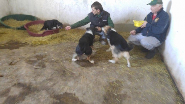 Hunde35 Hunde35