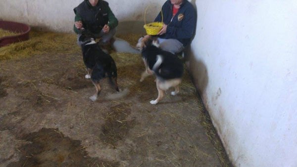 Hunde41 Hunde41