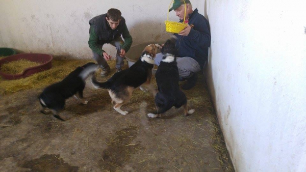 Hunde44 Hunde44
