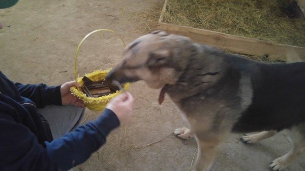 Hunde45 Hunde45