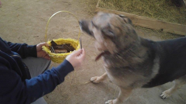 Hunde46 Hunde46