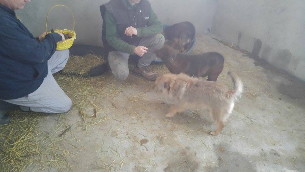 Hunde48 Hunde48