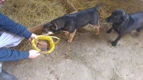 Hunde5 Hunde5