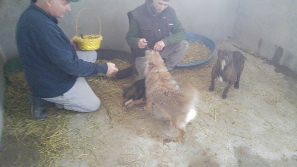 Hunde51 Hunde51