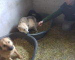 Hunde53 Hunde53