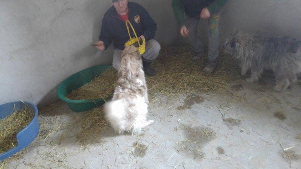 Hunde54 Hunde54