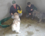 Hunde55 Hunde55