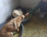 Hunde56 Hunde56