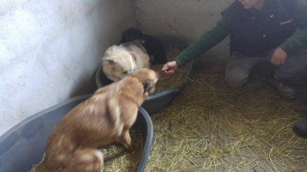 Hunde56 Hunde56