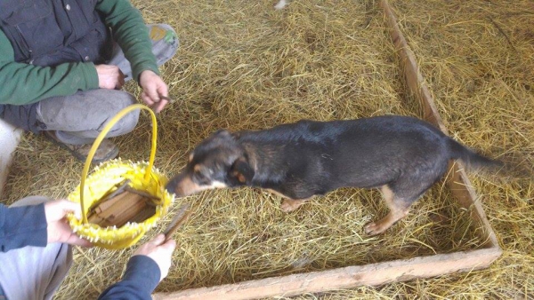 Hunde6 Hunde6