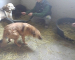 Hunde62 Hunde62