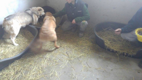 Hunde63 Hunde63
