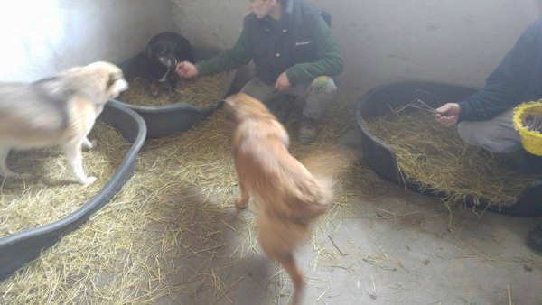 Hunde64 Hunde64