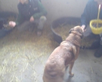 Hunde65 Hunde65