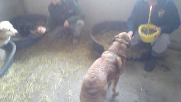 Hunde65 Hunde65