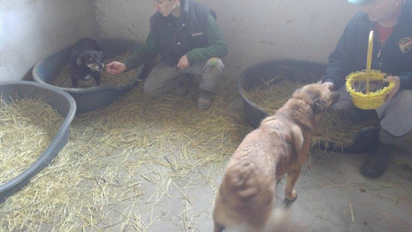 Hunde66 Hunde66