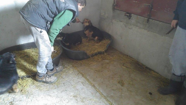 Hunde67 Hunde67