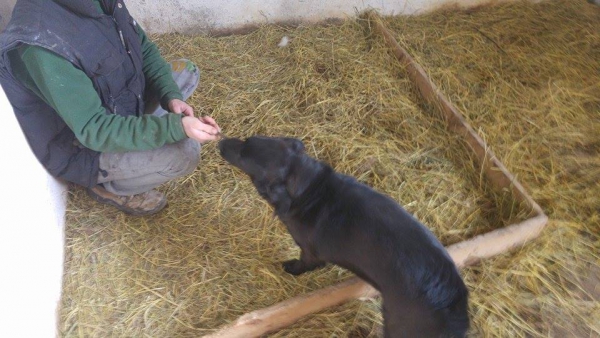 Hunde7 Hunde7
