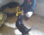 Hunde72 Hunde72