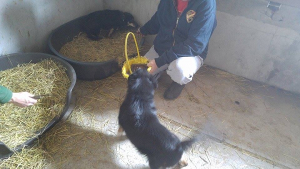 Hunde72 Hunde72