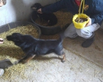 Hunde73 Hunde73