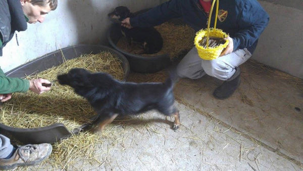Hunde73 Hunde73