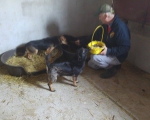 Hunde74 Hunde74