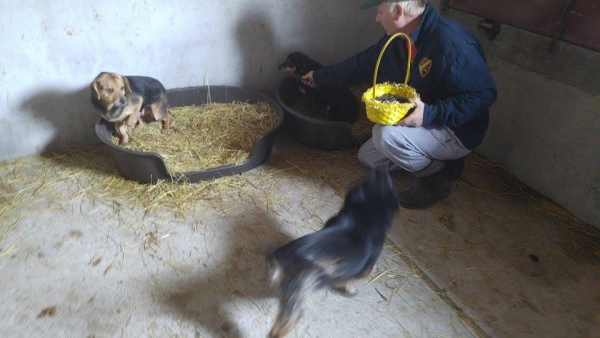 Hunde76 Hunde76
