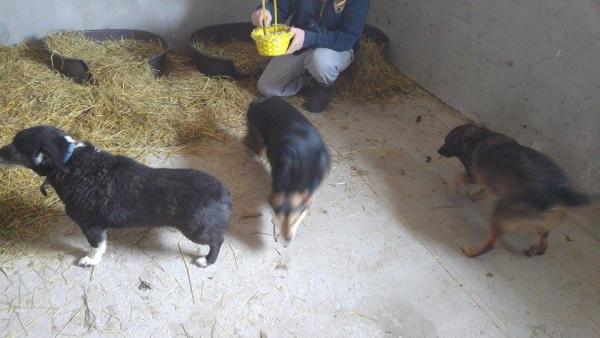 Hunde78 Hunde78