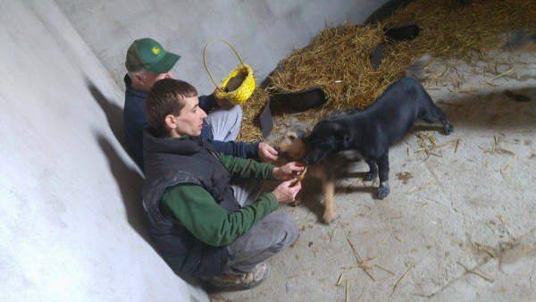 Hunde83 Hunde83