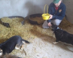 Hunde84 Hunde84