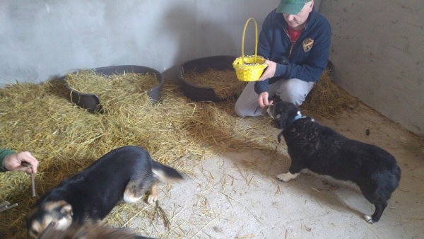 Hunde84 Hunde84