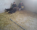 hunde100 hunde100