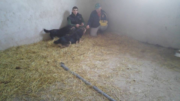 hunde100 hunde100