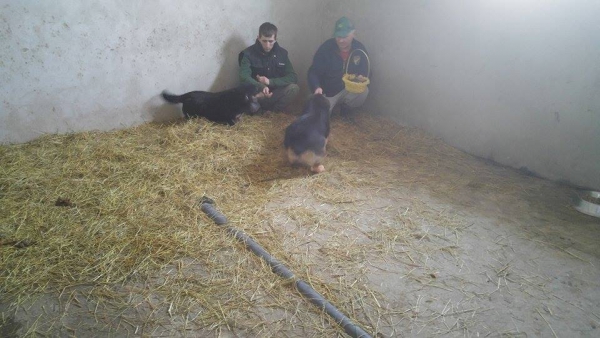 hunde101 hunde101