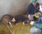 hunde102 hunde102
