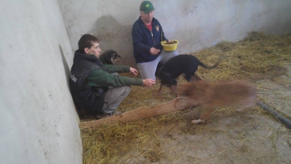 hunde104 hunde104