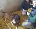 hunde105 hunde105
